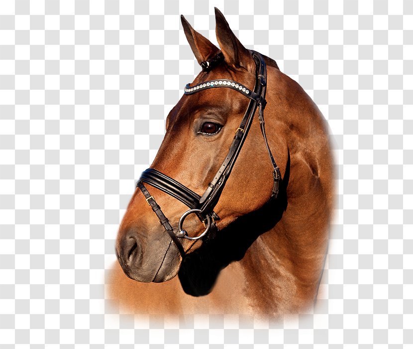 Stallion Mare Trakehner Gestüt Dekhengst - Mustang Horse - Semper Fidelis Transparent PNG