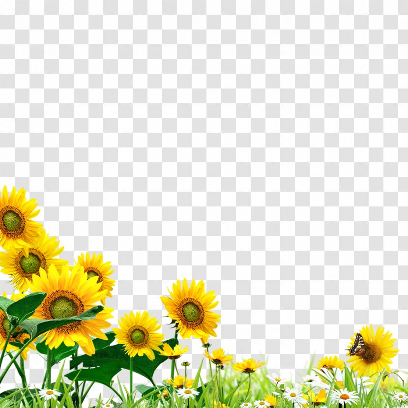 Common Sunflower Yellow Graphic Design - Logo - Hand Material Transparent PNG