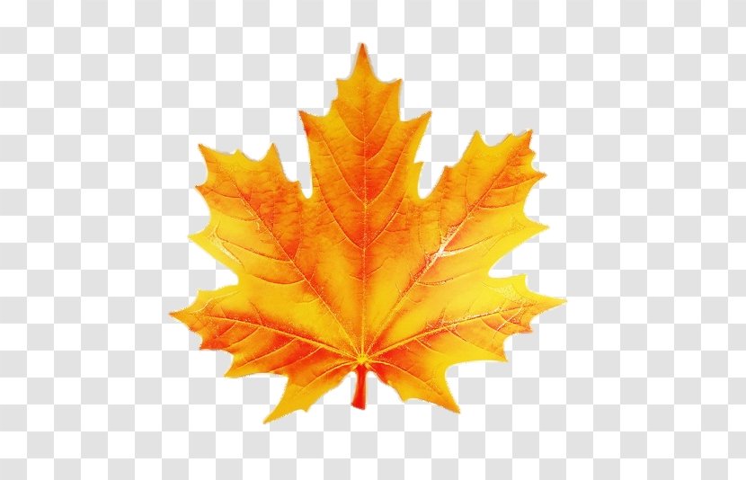 Maple Leaf Image Painting Stock Photography - Flag Of Canada Transparent PNG