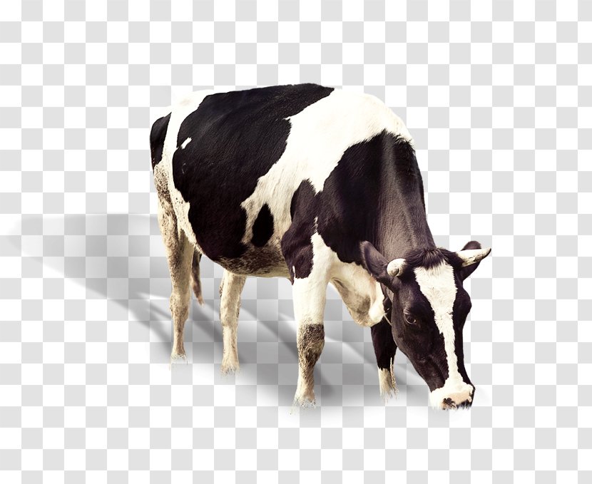 Dairy Cattle Banana Flavored Milk Ox - Cow Transparent PNG