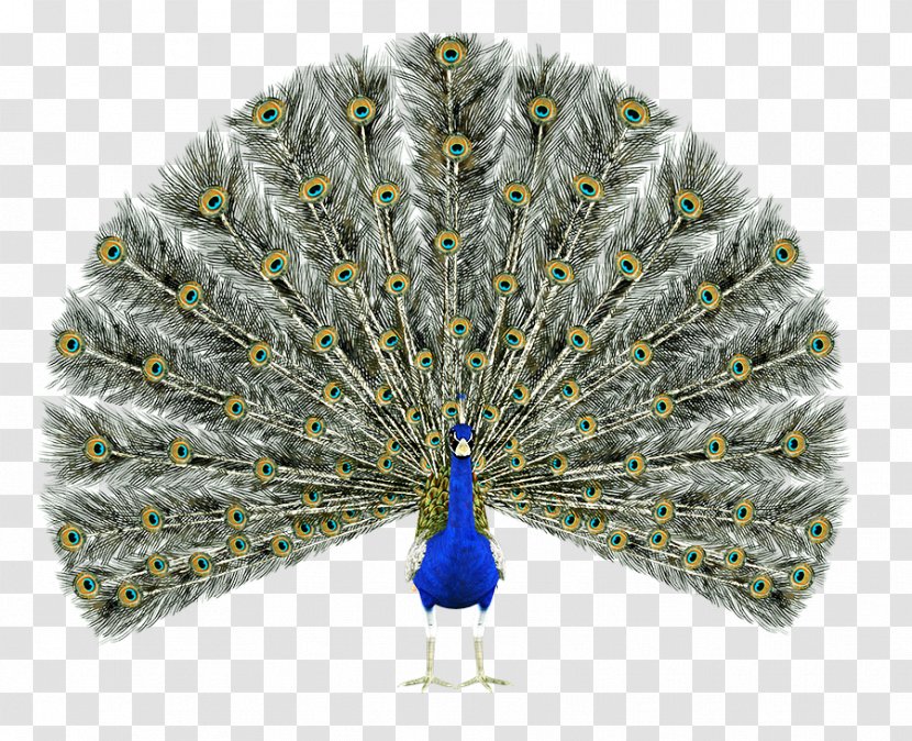 Bird Asiatic Peafowl Pavo Feather Green - Tree Transparent PNG