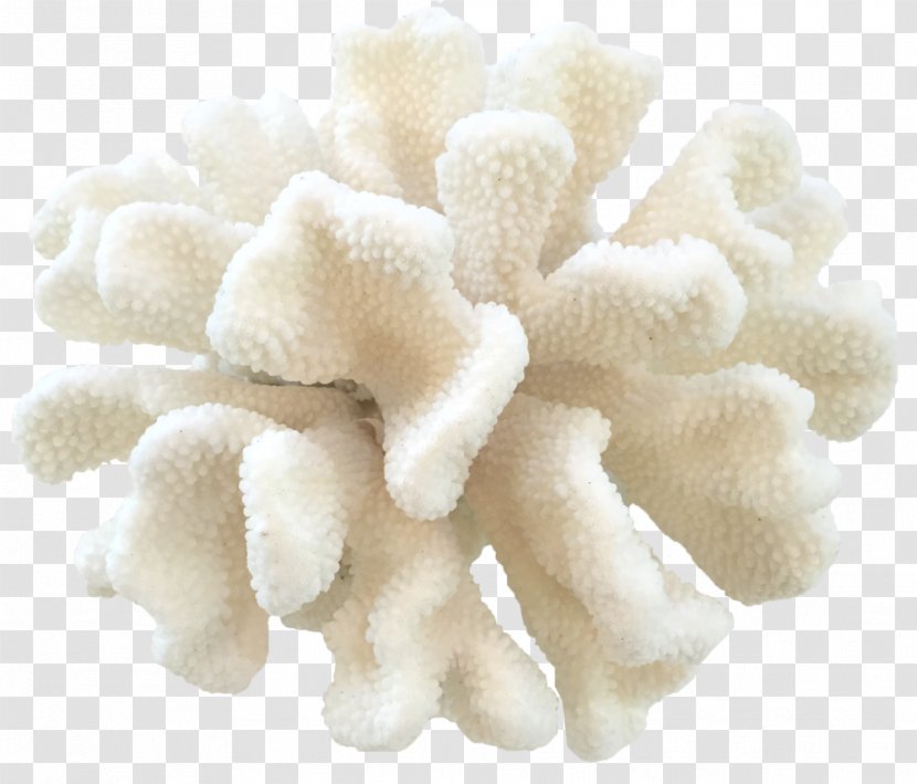 Cat Pocillopora Eydouxi Coral Paw Wool - Paws Up Outfitters Transparent PNG
