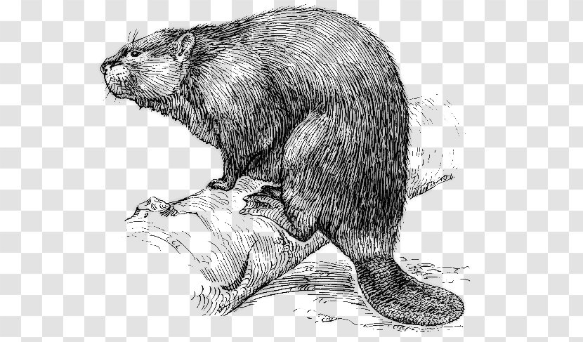 Beaver New France Fur Trade Canada - Hide Transparent PNG