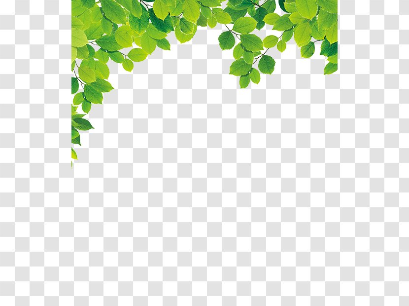 Green Leaf - Fresh Leaves Transparent PNG