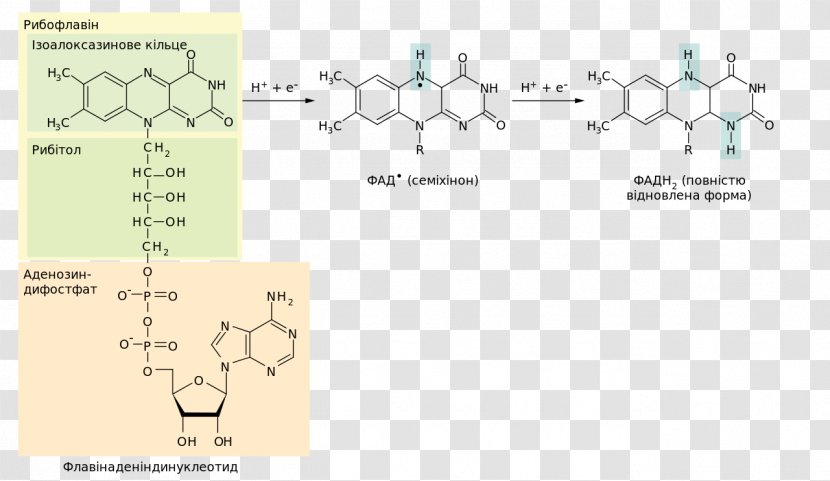 Flavin Adenine Dinucleotide Redox Group Electron Nicotinamide - Number - Reduction Transparent PNG