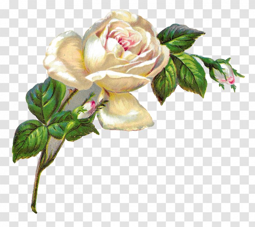 Centifolia Roses Vintage Roses: Beautiful Varieties For Home And Garden Flower Pink - Botanical Illustration - White Rose Transparent PNG