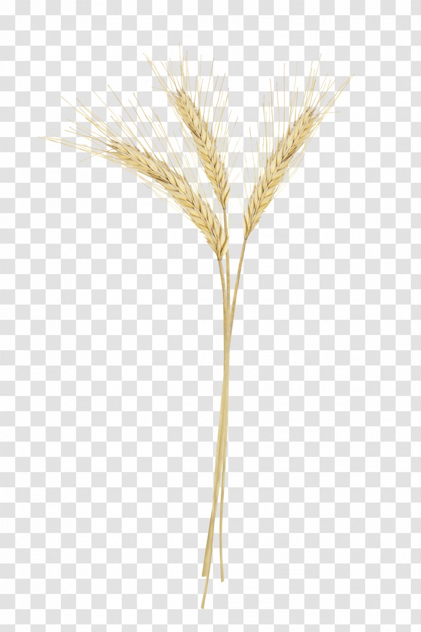 Grasses Family - Rice Transparent PNG