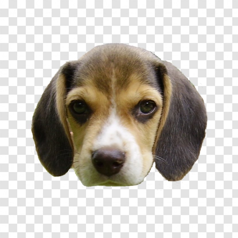 Beagle Basset Hound Barbet Dog Puppy Breed - Head Transparent PNG