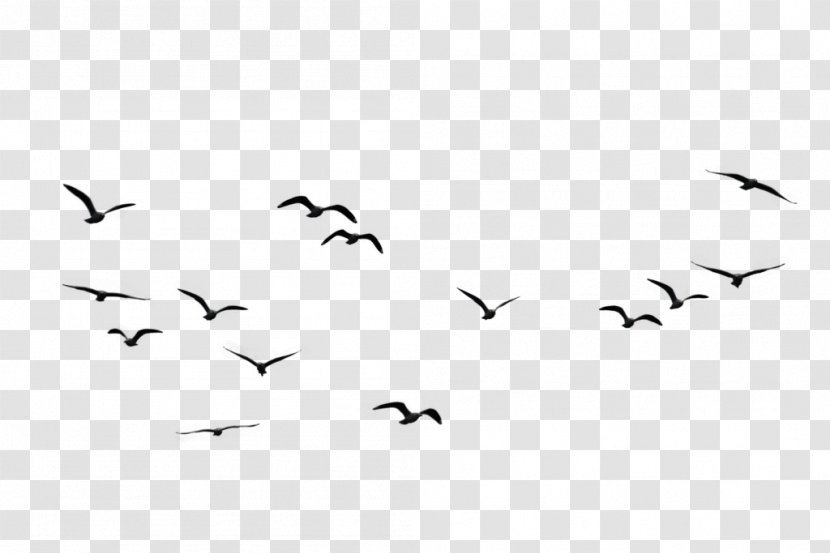 Bird Goose Flight Clip Art - Black - Flock Of Birds Transparent PNG