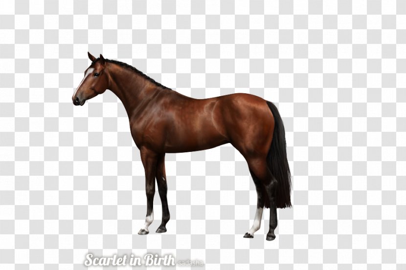 American Quarter Horse Andalusian Stallion Pony - Supplies - Mustang Transparent PNG