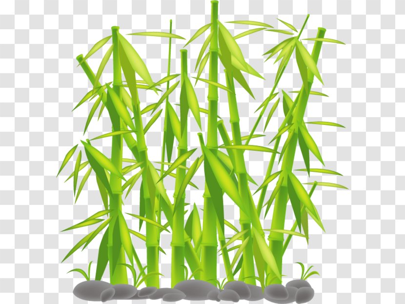 Bamboo Tutorial - Grass Transparent PNG