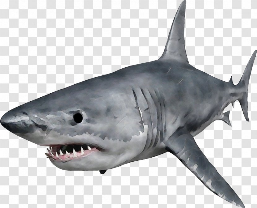Great White Shark Background - Carcharhiniformes - Inflatable Jaw Transparent PNG