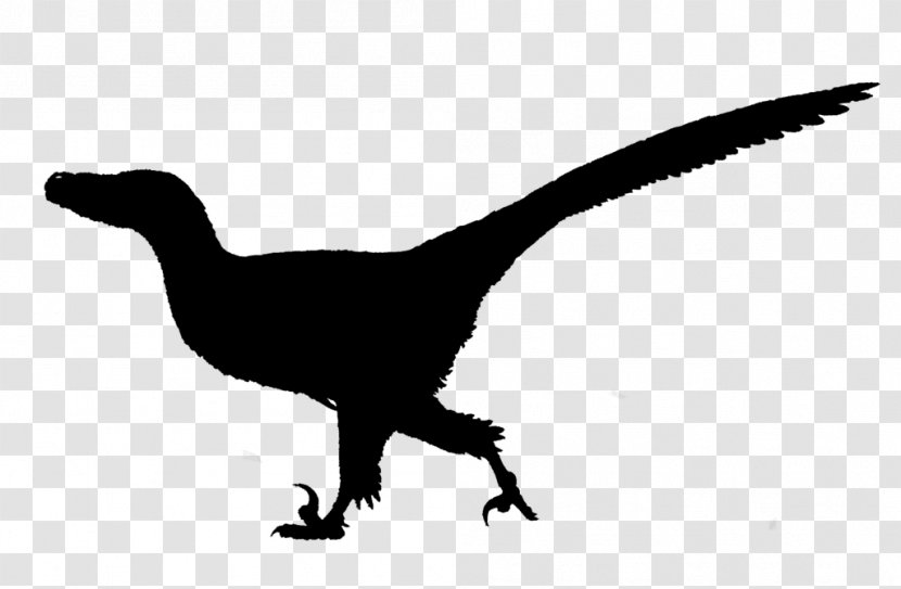 Tyrannosaurus Velociraptor Fauna Silhouette Beak Transparent PNG