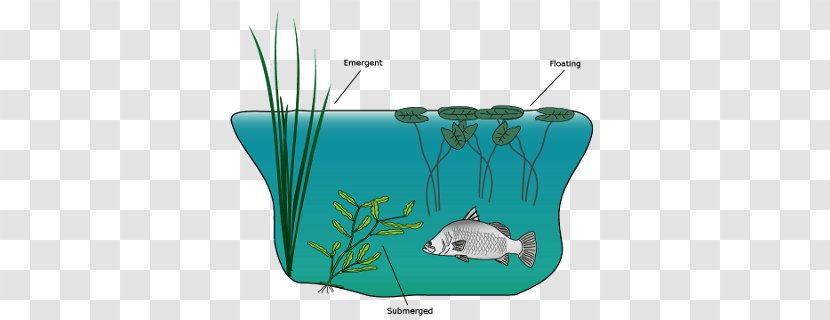 Macrophyte Aquatic Plants Animal Water Resources - Marine Mammal Transparent PNG