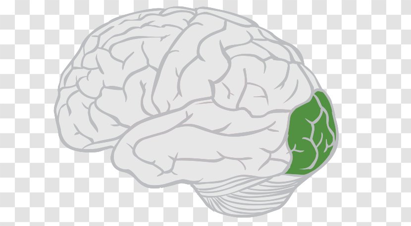 Lobes Of The Brain Frontal Lobe Parietal - Cartoon Transparent PNG