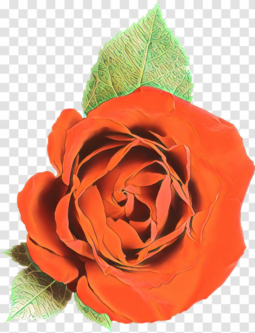 Garden Roses Cabbage Rose Cut Flowers Petal - Family - Order Transparent PNG