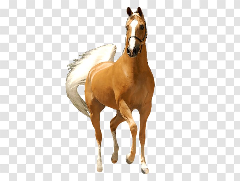 Mustang Stallion Foal Colt Mare - Horse Supplies Transparent PNG