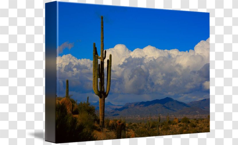 Saguaro Cactaceae Desert Landscape Plant - Cloud - Desert-landscape Transparent PNG