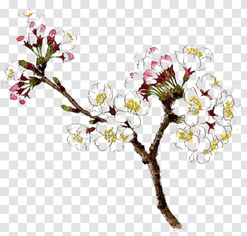 Drawing Watercolor Painting Flower - Branch - White Pear Picture Material Transparent PNG