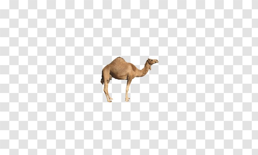 Bactrian Camel Baby Arabic Alphabet Better Than Before Screenshot Android - Web Browser - Animal Transparent PNG