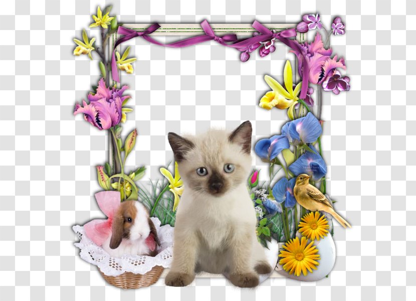 Colomba Di Pasqua Easter Bunny Kitten Vigil Transparent PNG