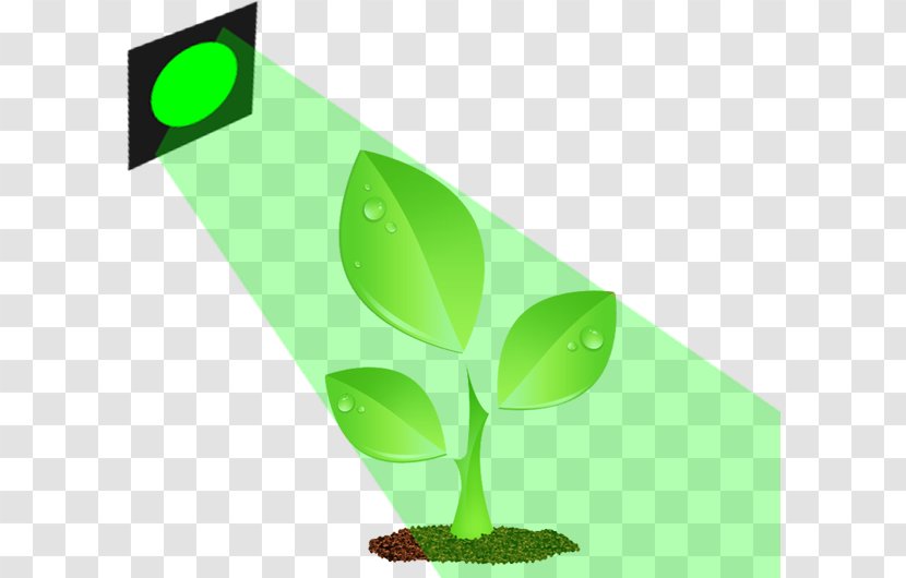 Light Plants Green Color Leaf - Leaves Transparent PNG