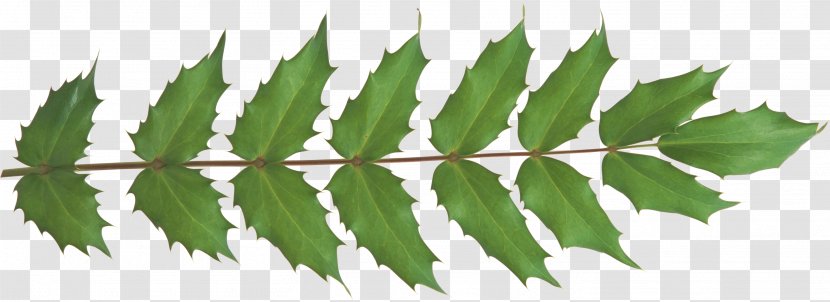 Leaf Plant Stem Branch Clip Art - Green Transparent PNG