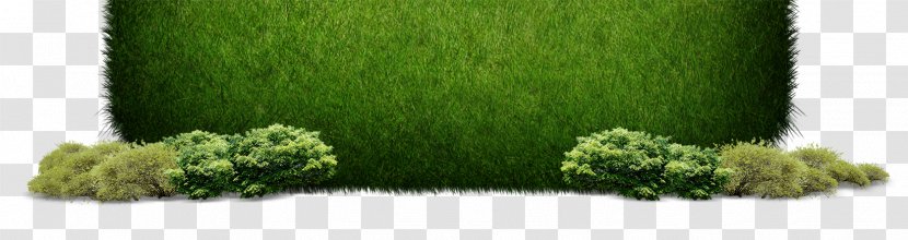 Grass Green - Color Transparent PNG