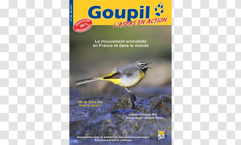 Flora Beak Fauna Bird Advertising Transparent PNG