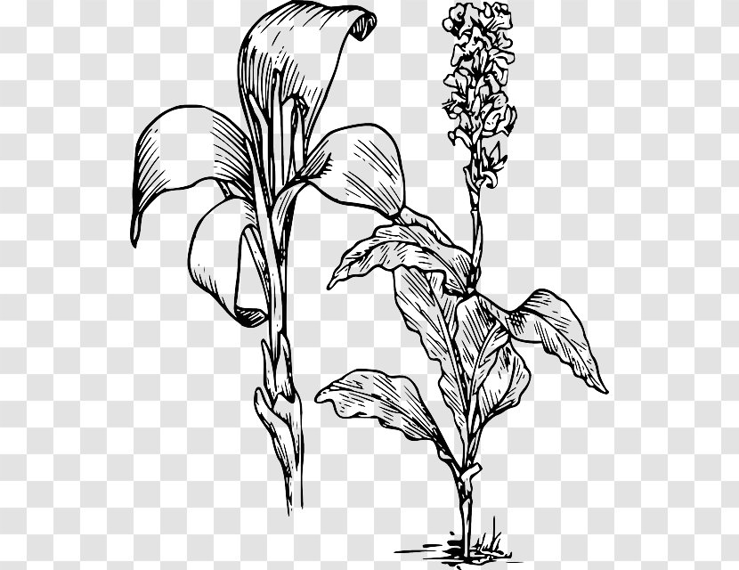 Arum-lily Canna Indica Flower Tiger Lily Clip Art - Visual Arts Transparent PNG