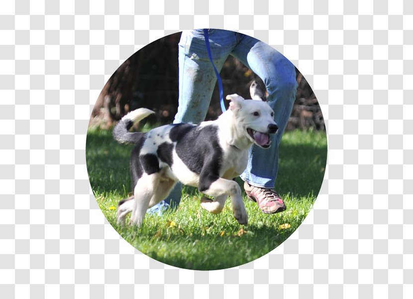 Dog Breed Border Collie Rough - Animal Rescue Transparent PNG