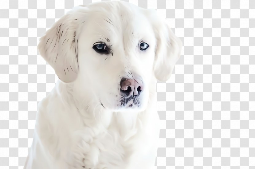 Golden Retriever Background - Pet - Working Dog Polish Tatra Sheepdog Transparent PNG
