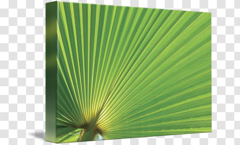 Gallery Wrap Leaf Green Canvas Art Transparent PNG
