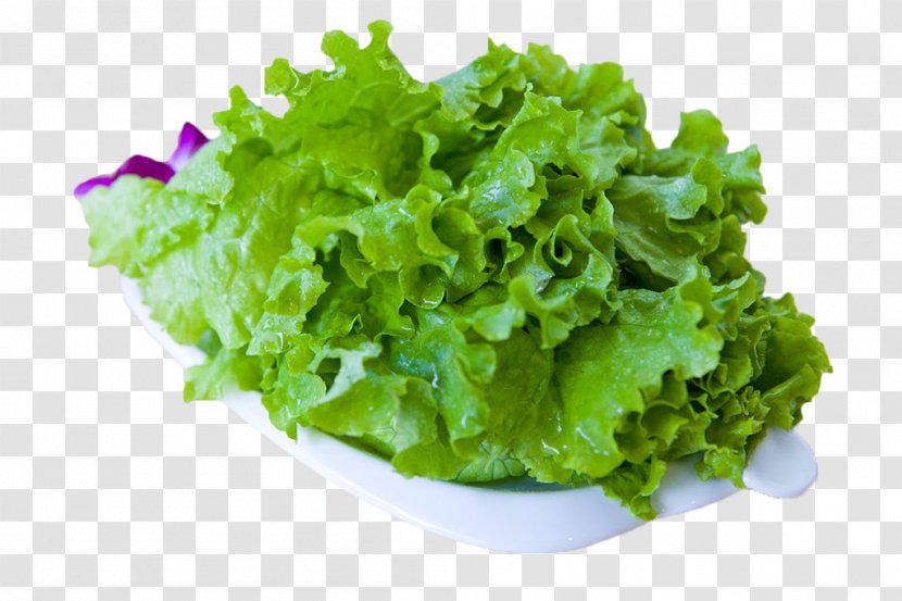 Romaine Lettuce Leaf Vegetable - Dish - Green Vegetables Transparent PNG