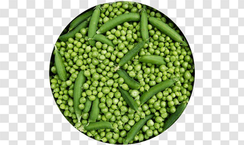 Pea Protein Food Green Bean Lima Transparent PNG