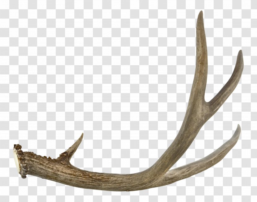 Antler Jaw - Horn - Antlers Transparent PNG