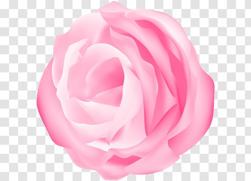 Garden Roses Cabbage Rose Floribunda Petal Cut Flowers - Pink - Decorative Transparent PNG