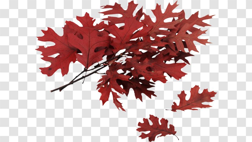 Autumn Leaf Color Northern Red Oak - Flowering Plant Transparent PNG