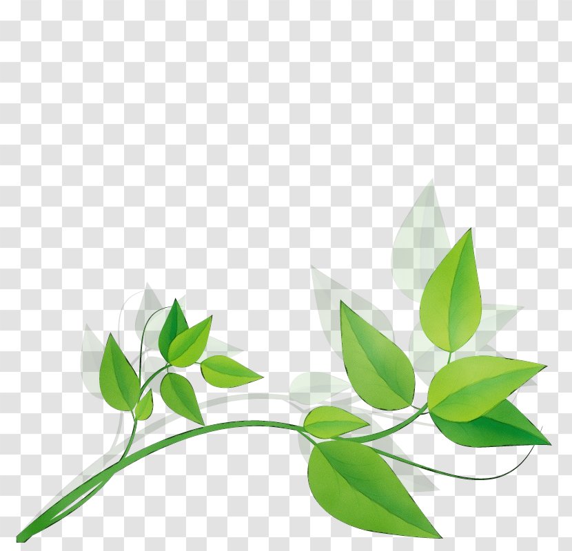 Leaf Green Plant Flower Branch - Stem - Tree Transparent PNG