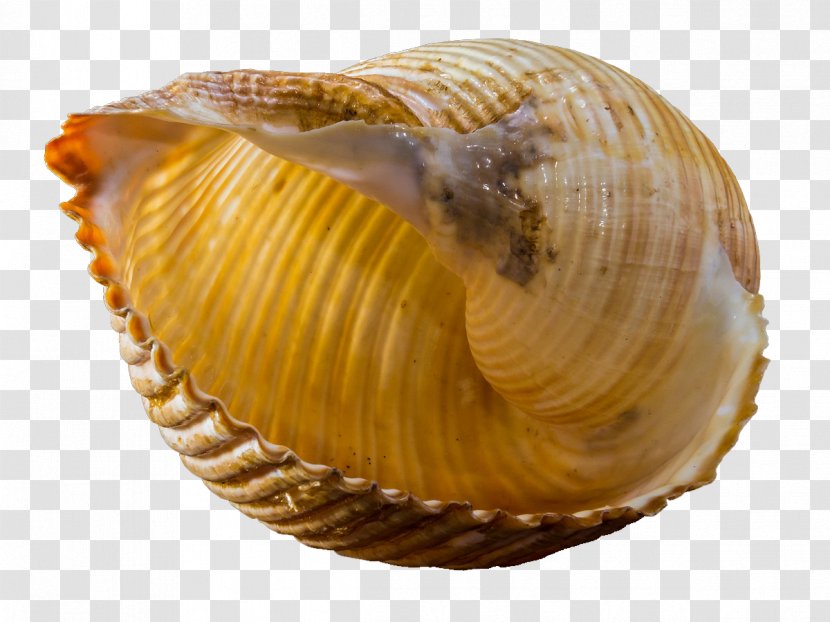 Seashell Snail Gastropod Shell - Scallop - Conch Transparent PNG
