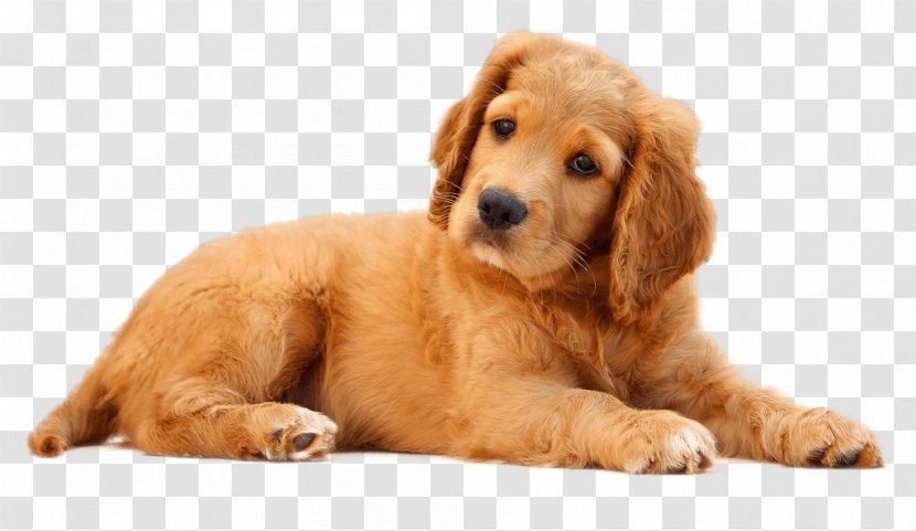 A Dog Is The Only Thing On Earth That Loves You More Than He Himself. Pet Sitting Puppy - Grooming - Golden Dogs Word Transparent PNG