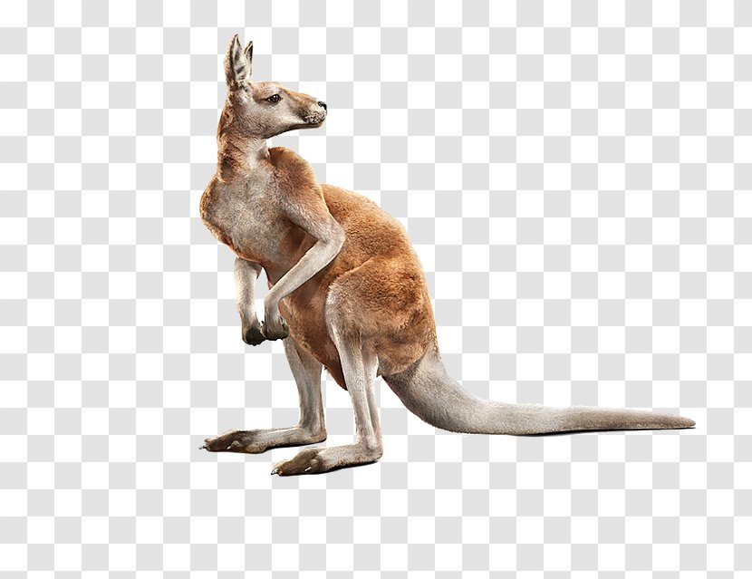 Red Kangaroo Computer-generated Imagery Photorealism Animal - Business Transparent PNG