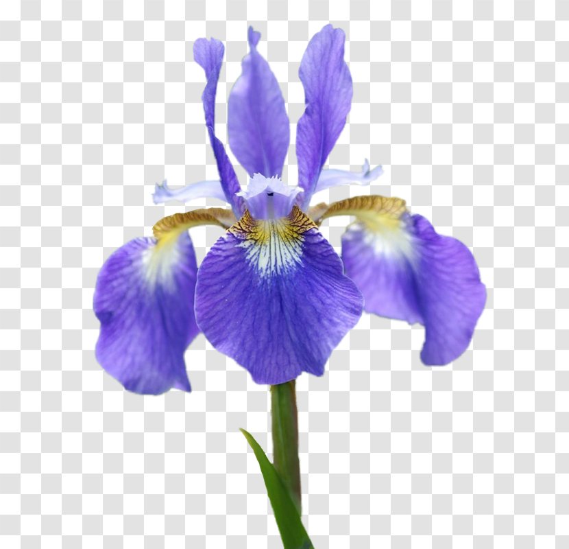 Northern Blue Flag Orris Root Irises Iris Croatica Algerian - Seed Plant Transparent PNG