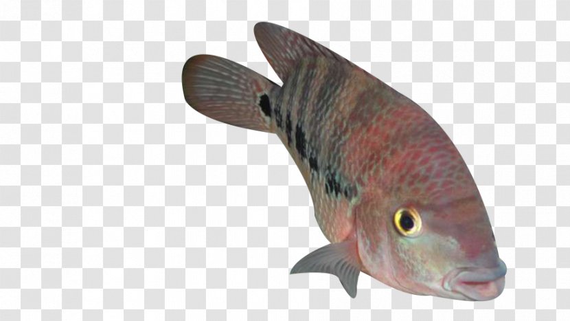 A Spot Of Ocean Fish - Animal Source Foods Transparent PNG