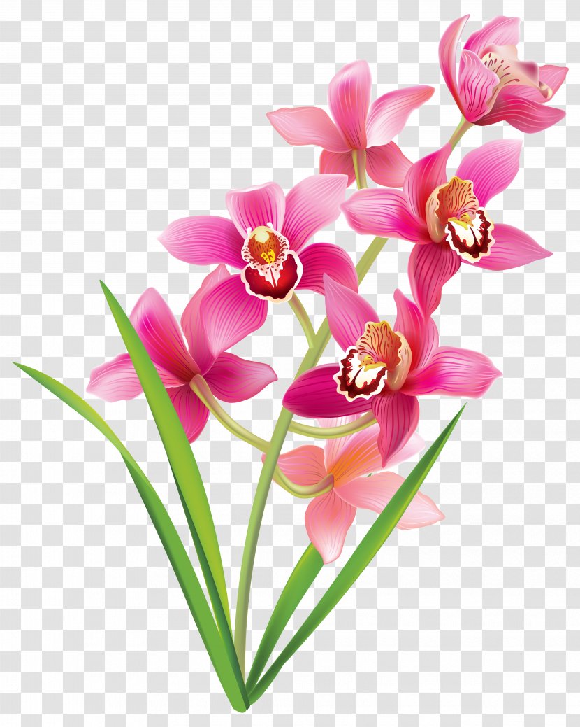 Orchids Color Clip Art - Red - Pink Orchid Transparent PNG