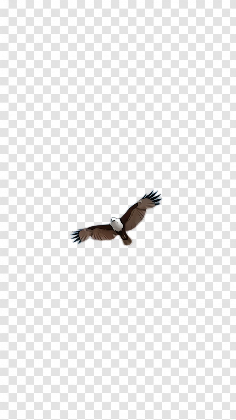 Bird Eagle Of Prey Wing Beak - Wildlife Tail Transparent PNG