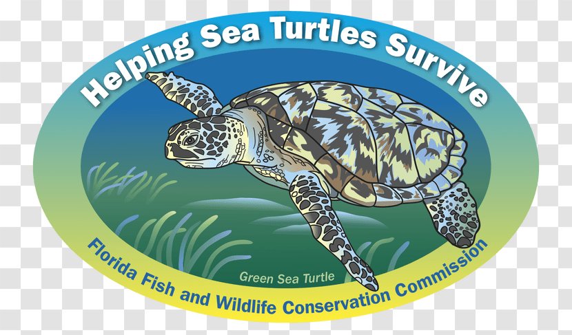 Loggerhead Sea Turtle Cows Box Turtles - Manatee Calf Transparent PNG