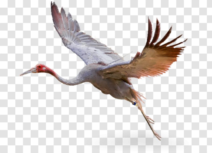 Sarus Crane Hellabrunn Zoo Animal - Common Reed Transparent PNG