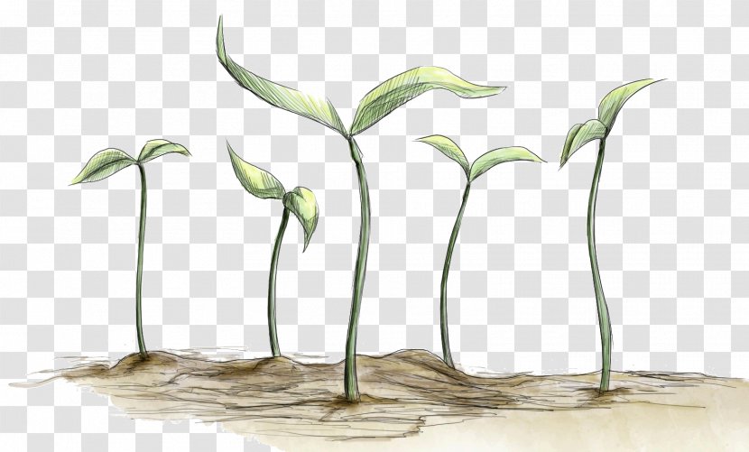 Grasses Plant Stem Flowerpot - Tree - Flower Transparent PNG