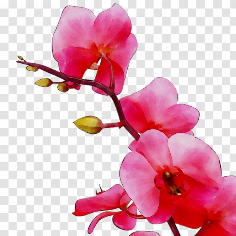 Moth Orchids ST.AU.150 MIN.V.UNC.NR AD Cut Flowers Cherry Blossom - Flower - Petal Transparent PNG